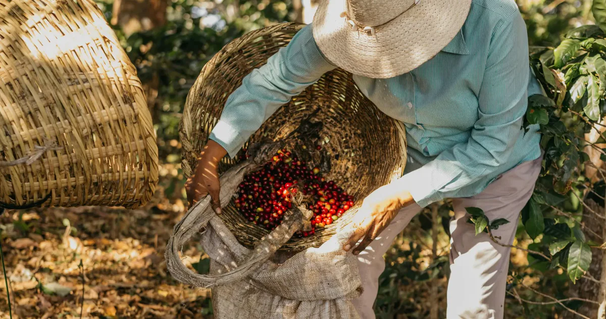 Coffee farmers and sourcing team members reviewing coffee beans as part of an ethical sourcing and supply chain transparency review